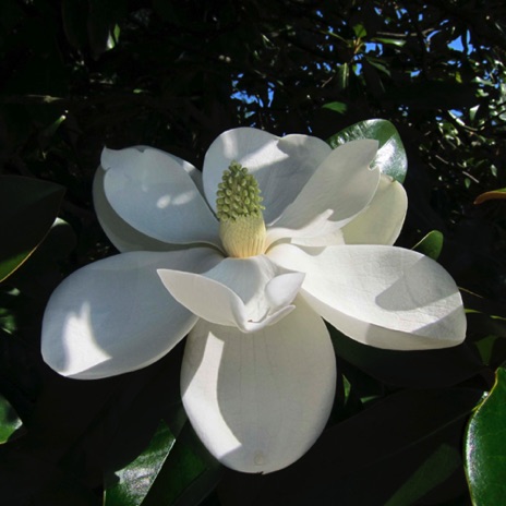 Magnolia - NPH41